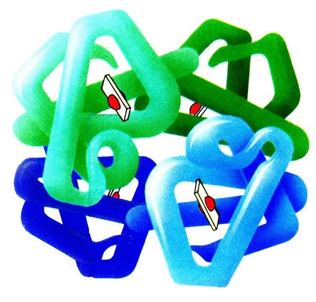 HEMOGLOBIN = 4 (hem + bílkovina) α β γ δ ε Embryo: Plod: ε4 nebo α2ε2 HbF α2γ2 Dospělý: HbA α2β2 HbA2 α2δ2 Oxyhemoglobin: vazba O 2 na Fe 2+ v