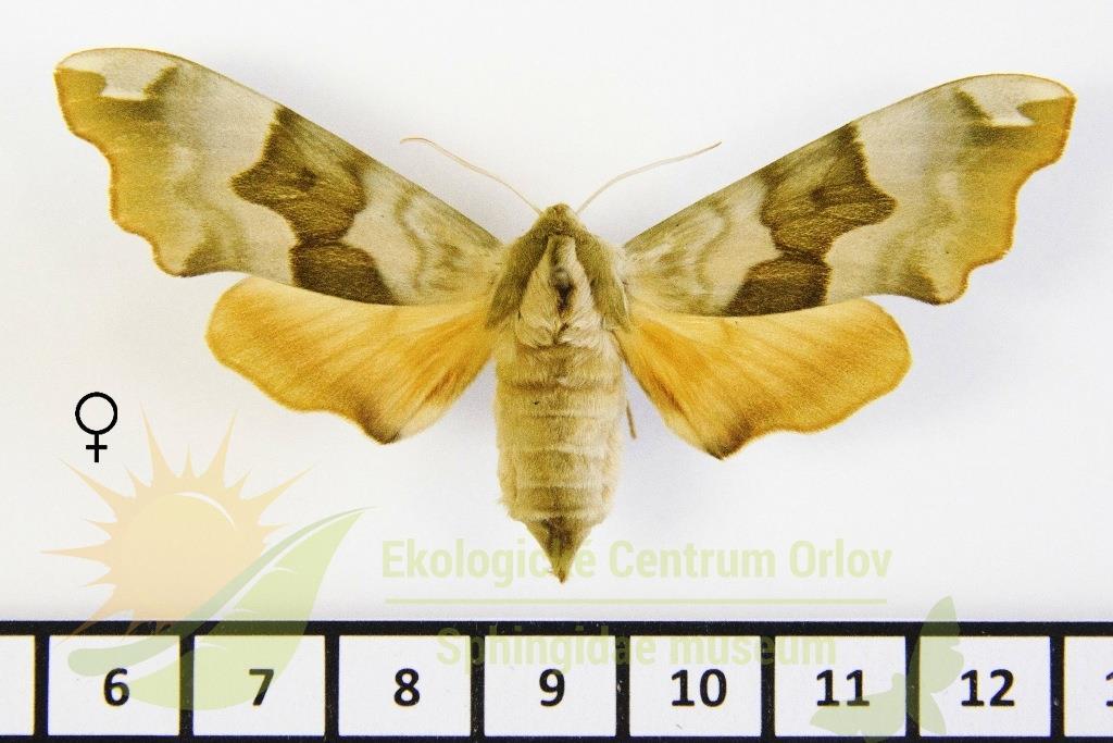 Obr. 1 Lišaj lipový (Mimas tiliae) samec (foto: Sphingidae Museum)