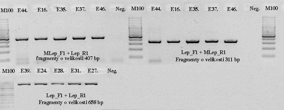 5.4.3 COI Obr. 11 Výsledky PCR genu COI ověřené pomocí elektroforézy V případě genu COI jsme prováděli PCR se třemi kombinacemi primerů.
