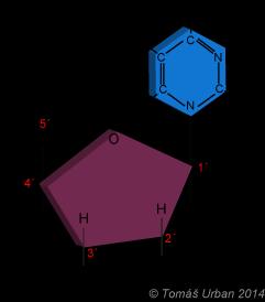 Kombinace cukru a báze se nazývá nukleosid.