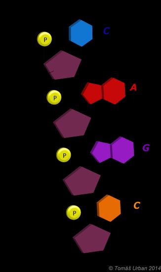Báze/nukleotid Nukleosid Zkratka tymin tymidin T Níže je popsán segment polynukleotidového řetězce, v tomto případě jeden řetězec DNA.