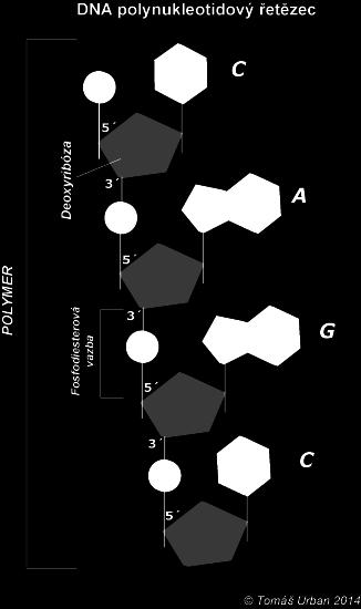 Fosfodiesterové vazby jsou relativně silné, takže opakovaná cukr-fosfát-cukr-fosfát- - - páteř DNA nebo RNA je stabilní struktura.