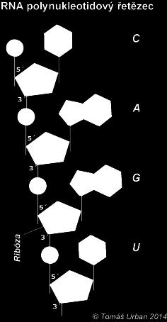 Každý nukleotid obsahuje pětiuhlíkový cukr (deoxyribózu v DNA, ribózu v RNA), ke kterému je připojena fosfátová skupina a jedna ze čtyř dusíkatých bází: adenin, guanin,