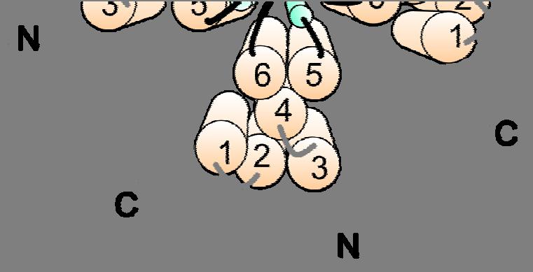 V porovnání s tím je N-konec téměř jednou tak dlouhý (432) a C-konec je tvořen pouze 154 aminokyselinami (685-838) (Caterina et al., 1997).