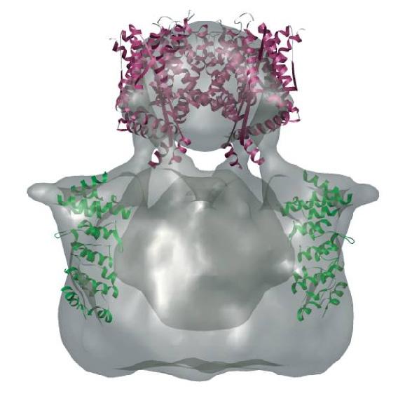 Pomocí techniky elektronové mikroskopie byly připraveny také struktury zástupců jiných podskupin TRP kanálů: TRPC3, TRPM2 (Li et al.