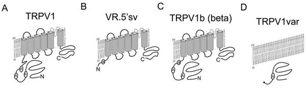 se uvažuje jako o možném mechanoreceptoru v ledvinách, či jako detektoru membránového stresu a osmotických změn v senzorických neuronech (Schumacher et al., 2010). Obr. 1.5.