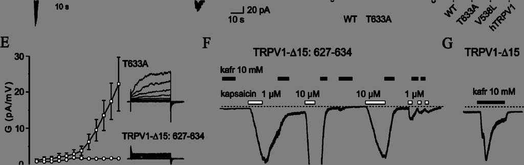 µm kapsaicin (kaps10), vyjádřené jako poměr kafr10/kaps10.