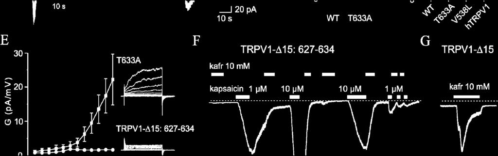 TRPV1-15:627-634 chiméry (kolečka) depolarizujícím napětím aktivován.