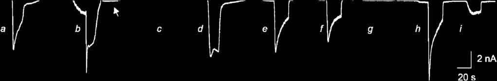 Aplikace roztoků s 1 a 10 µm kapsaicinem (bílé obdélníky; a, d), 5 mm kafrem (černé obdélníky;c, g) či jejich kombinace (b,e,f,h,i) odhalují, že kafr potencuje kapsainem vyvolané odpovědi mnohem