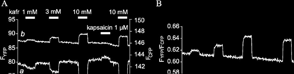 , 2007, Prescott et al., 2003). Za využití metody FRET s fluorescenčně značenými doménami vázajícími molekuly PIP 2 (van der Wal et al.