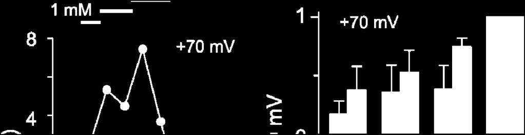 A, Typický záznam proudových odpovědí z celé buňky exprimující receptor s dvěma mutacemi