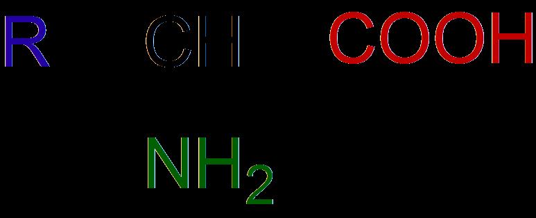 Bílkoviny řetězce aminokyselin AK = karboxylové kyseliny s primární aminoskupinou (-NH 2 ) navázanou na α-uhlík (výjimka prolin sekundární aminoskupina (-NH-) součástí pyrolidinového kruhu)