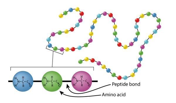 Struktura bílkovin primární pořadí AK v řetězci proteinu