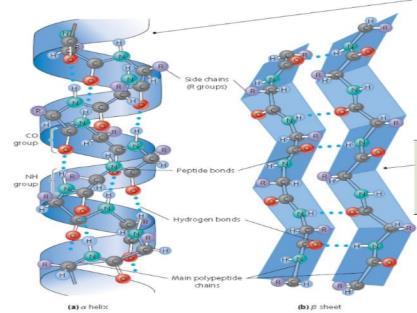 řetězce, vznik H můstků mezi skupinami peptidové vazby