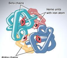 (včetně postranních řetězců) kvartérní molekuly proteinů