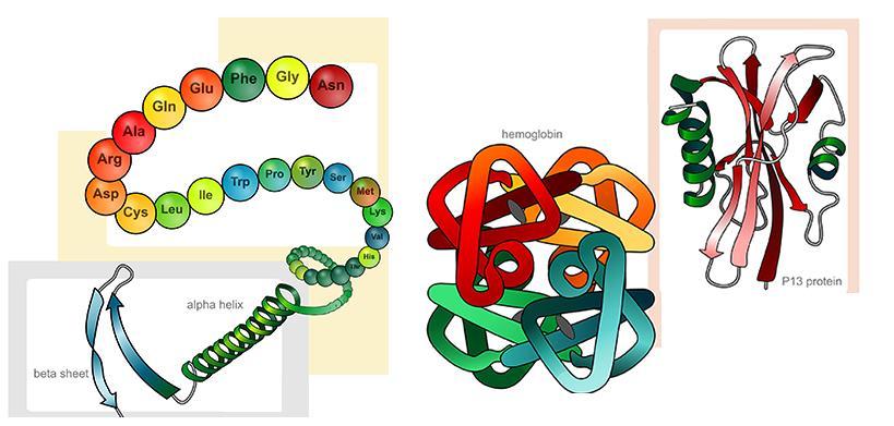Struktura bílkovin https://byjus.