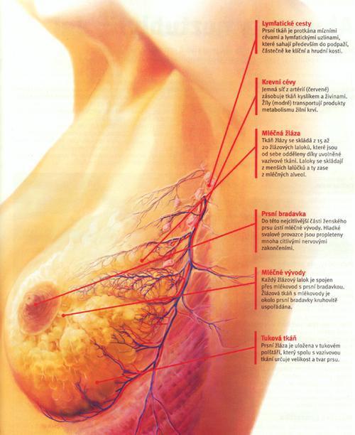 1.1.3 Lymfatický systém prsů Lymfatické cévy se nalézají v kůži kolem bradavky, kde systémem kapilárních sítí odvádí mízu ze tří čtvrtin do podpažních uzlin.