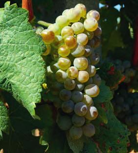 Odrůda SAUVIGNON Odrůda RYZLINK RÝNSKÝ Odrůda pochází z francouzského regionu Bordeau x nebo z oblast í na Loiře. K nám ji pod názvem Feigentraube Fíkový hrozen nejspíš přinesli Habáni.