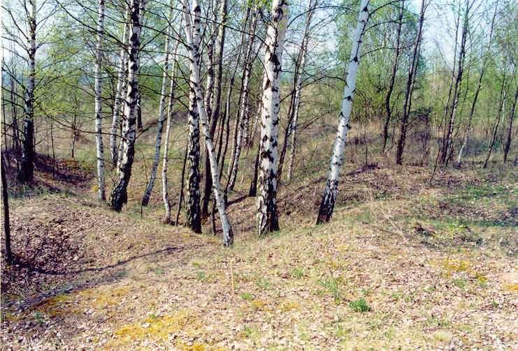 Diversita půdních organismů group numbe fungi 25 algae 49 Protozoa 20 Nematoda 43 gen Oribatida 16 Chilopoda 7 Diplopoda