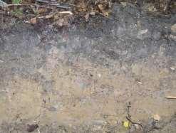Carbon in wood Carbon in A layer of soil Carbon in Oe layer C t ha -1 C t ha -1 C t ha -1 80 70 60 50 40 30 20 10 0 50 40 30 20 10 0 7 6 5 4 3 2 1 0 F=5.92; p=0.