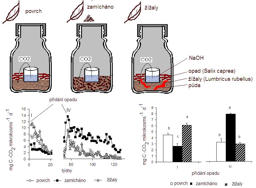 microcosm microcosm surface mixed earthworms soil litter addition