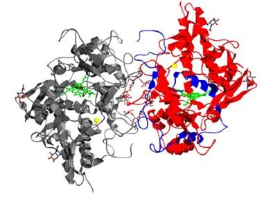 Obr. 4: Struktura homodimeru lidské myeloperoxidasy, převzato z 6 4.1.2.