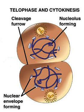 4. telofáze dělicí vřeténko zaniká chromozómy se despiralizují, protahují a