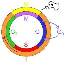 G1 fáze (*gap = angl.