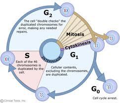 G2 fáze (postsyntetická, praemitotická) buňka ještě dorůstá