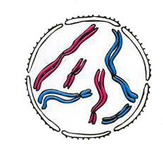 MEIÓZA (meiosis) homologické páry chromozómů