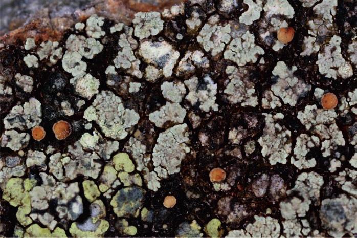 MALÍČEK J. ET AL.: ZAJÍMAVÉ NÁLEZY ZÁSTUPCŮ RODU LECANORA V ČR Obr. 1.