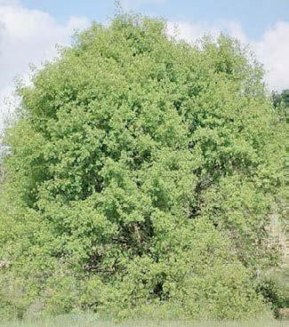 Lpa velkolistá - křžen hlavn alej Dub pýřitý (špák) Quercus pubescens hlavn alej Jeřáb břek Dub letn - hlavn 1- Sorbus