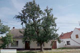 jeřáb břek - sorbus tormilis - 12 JH - jilm habrolistý - ulnus minor - 1 LEJ - SPOVCÍ CESTY 9 B- břza - betula alba - 65 -