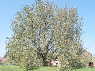 halk 15- lnus glutinosa OUŽÍ PRK 3 m salix alba Vrba blá n n Obec Lbeznice 2565,