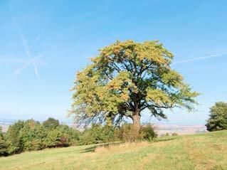 Fagus sylvatica DRUHOVÁ SKLDB - ÚSEK 6 buk lesn 2-1m Crataegus laevigata hlavn alej