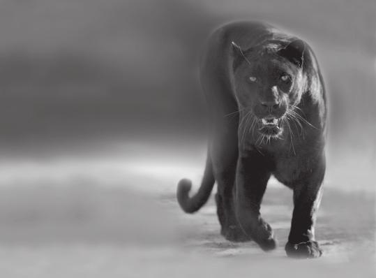 Panther Návod k obsluze a instalaci kotle 4 KTV / KOV v.8 4 KTO / KOO v.
