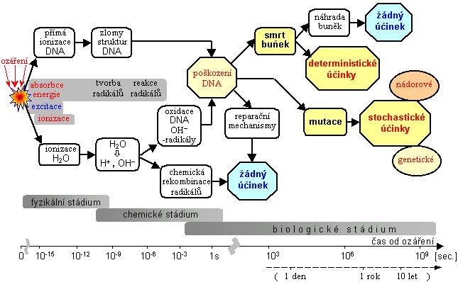 Poškození na buněčné úrovni: - změny ve struktuře a biosyntéze DNA - chybná syntéza enzymů - chybně syntetizované bílkoviny (chovají se cize a jsou
