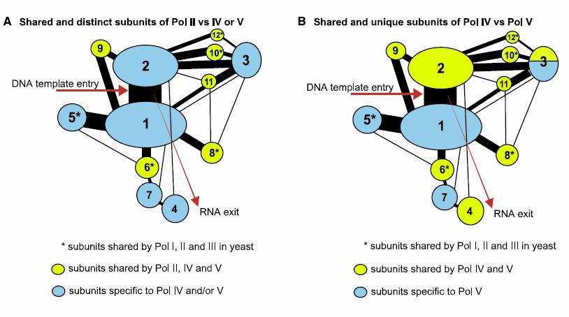 biogeneze sirna (Haag et al., 2009) a neporušené aktivní místo NRPE1 je předpokladem syntézy IGN5 a IGN6 RNA, tedy domnělých PolV-dependentních transkriptů.