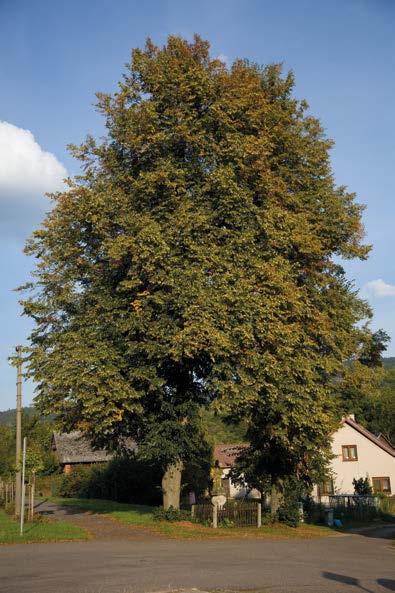 Vzhledem ke tvaru lipového listu, jenž připomíná srdce, lípa symbolizovala srdečnost, laskavost, štědrost, upřímnost a ochotu.