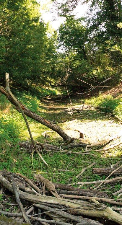 POBOČKA BRNO Činnost brněnské pobočky je dlouhodobě zaměřena zejména na řešení problémů, které přinášejí hydrologické extrémy povodně a sucho.