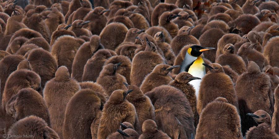 Crowd vs