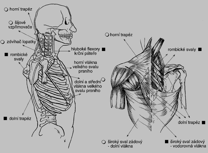 - zdvihač lopatky (m. levator scapulae) - dolní vlákna velkého prsního svalu (m. pectoralis major) - krční část vzpřimovačů trupu (m.