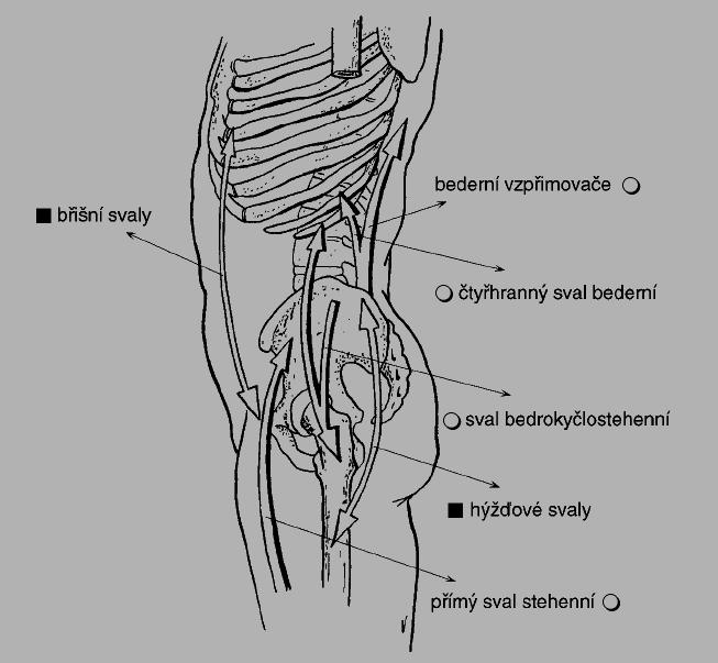 a) slabé svaly: - přímý břišní sval (m. rectus abdominis) - velký hýžďový sval (m. gluteus maximus) - střední a malý sval hýžďový (m.