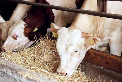 22 / z domova nabídky informace Potravinářský zpravodaj 4 / 2019 Je to BIO, nebo ne? Naučte se rozpoznávat loga a s nimi i kvalitu Farmářské, domácí, ze statku či od babičky.