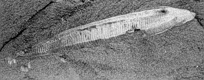 850 million years old) in the