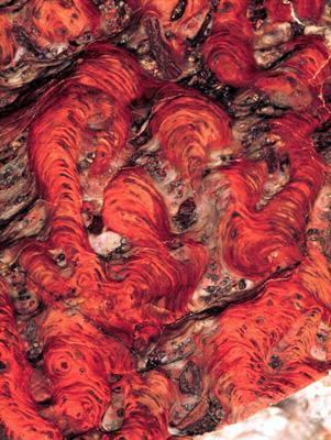 Jasper stromatolites from Gunflint Formation near