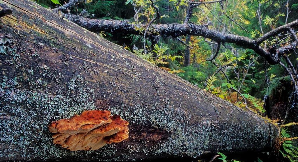 BIODIVERZITA A MRTVÉ DŘEVO