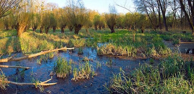 Luhy kolem Dyje a Moravy NPR Křivé jezero obnoven ořez vrb, proředěny některé