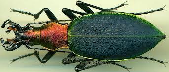 Avg. number of species Epigeičtí brouci Metoda: 5 padacích pastí na plochu (květen-červenec) 115
