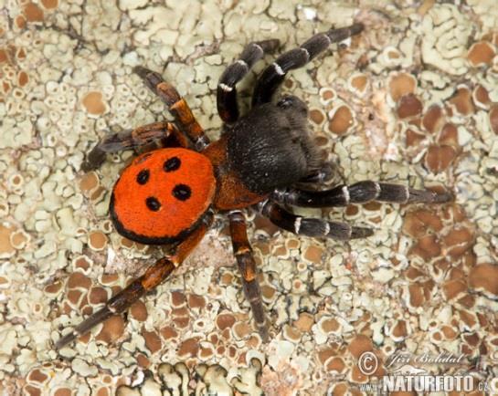 Avg. number of species Pavouci Metoda: nárazové pasti 61